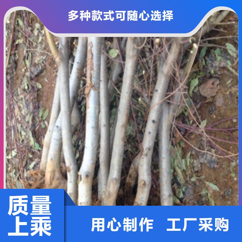 桃樹【占地果樹】用心做好每一件產(chǎn)品