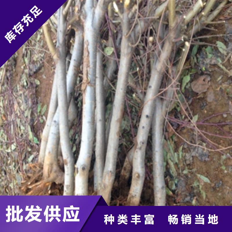 桃樹綠化樹綠化工程真實拍攝品質(zhì)可靠