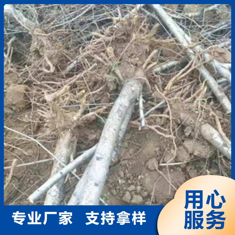 桃树占地果树实力商家推荐