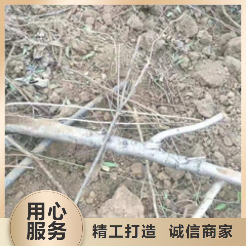 【桃樹】_占地果樹實體廠家大量現貨