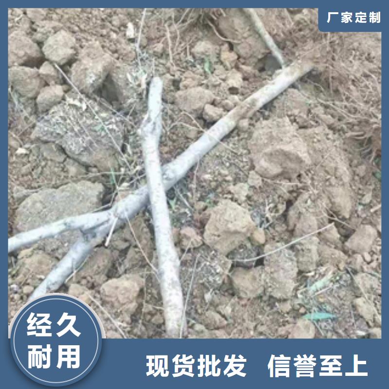 桃樹占地果樹正規廠家