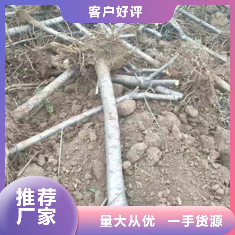 桃树占地果树实力商家推荐