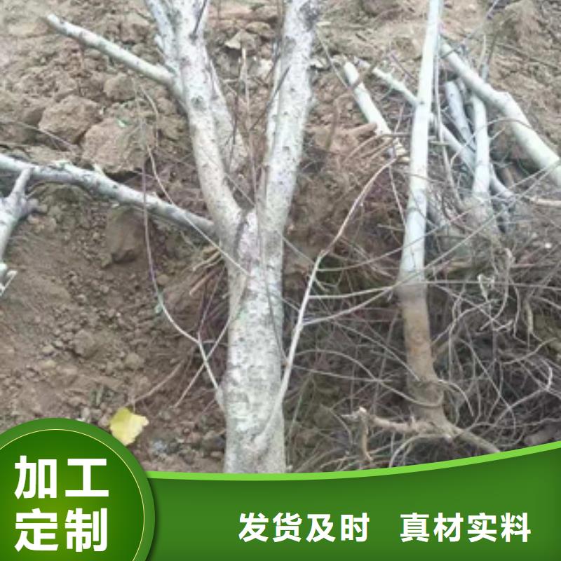 【桃樹】-占地果樹廠家實力雄厚