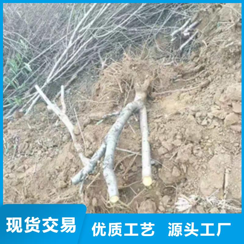 桃树【樱桃苗】可接急单