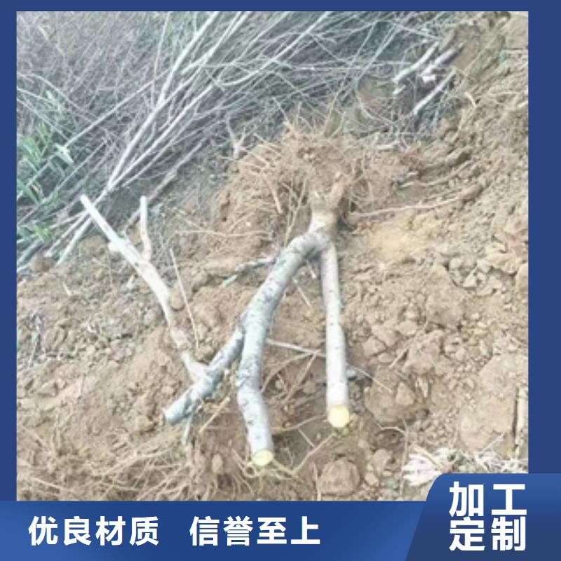 桃树_核桃苗樱花苗长果桑树苗专业品质