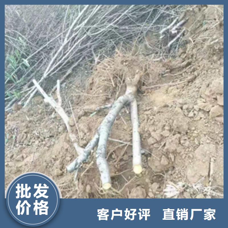 桃樹占地果樹正規廠家