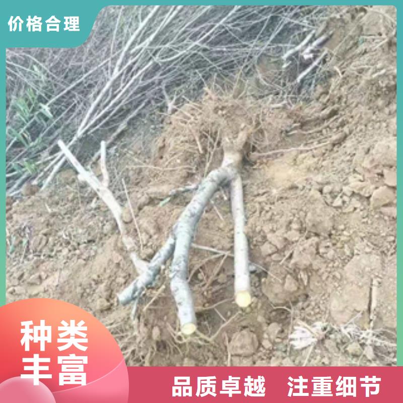 桃树核桃苗樱花苗长果桑树苗厂家货源稳定