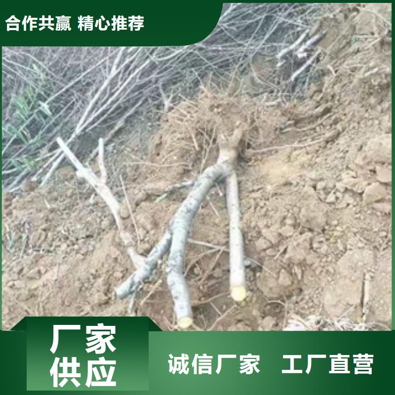 桃树蓝莓苗实力商家推荐