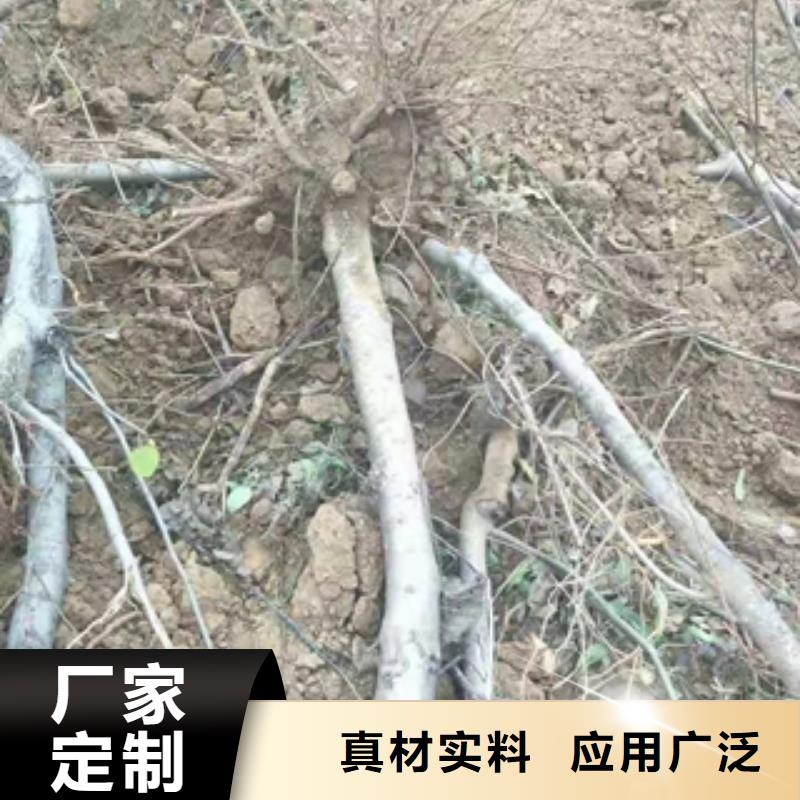 【桃树占地果树质量层层把关】