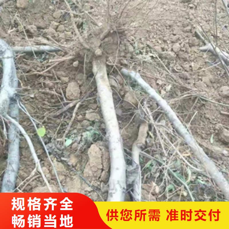 【桃树占地果树质量层层把关】