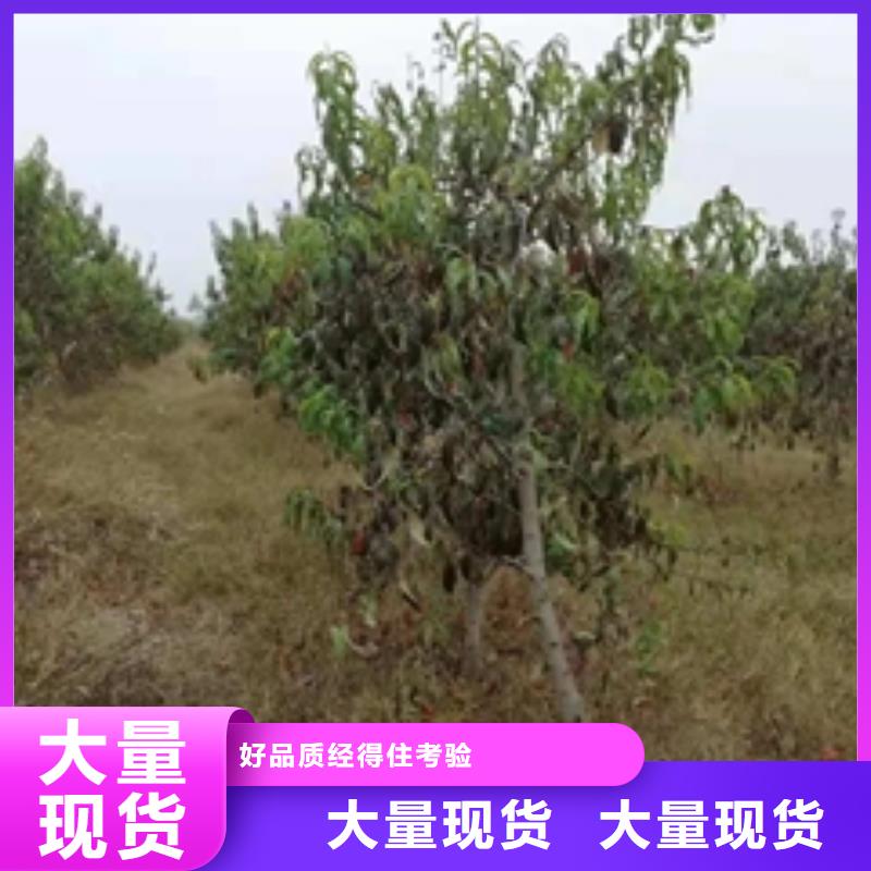 【桃树占地果树质量层层把关】