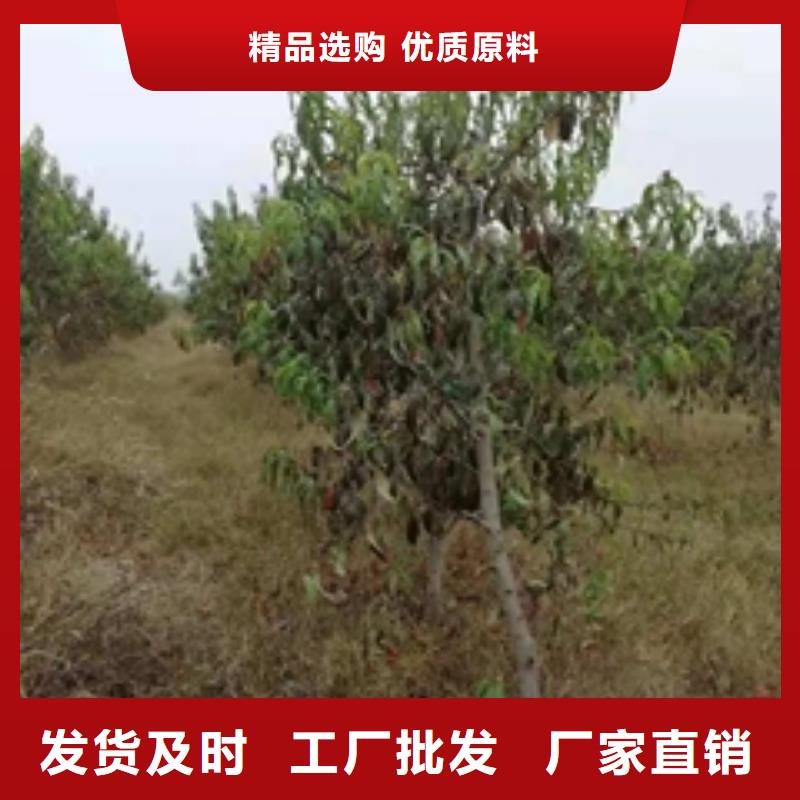 【桃树占地果树质量层层把关】