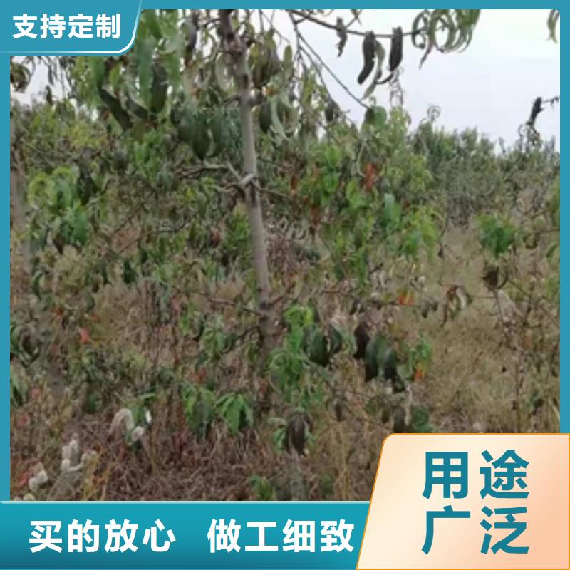 【桃树】绿化树绿化工程畅销本地