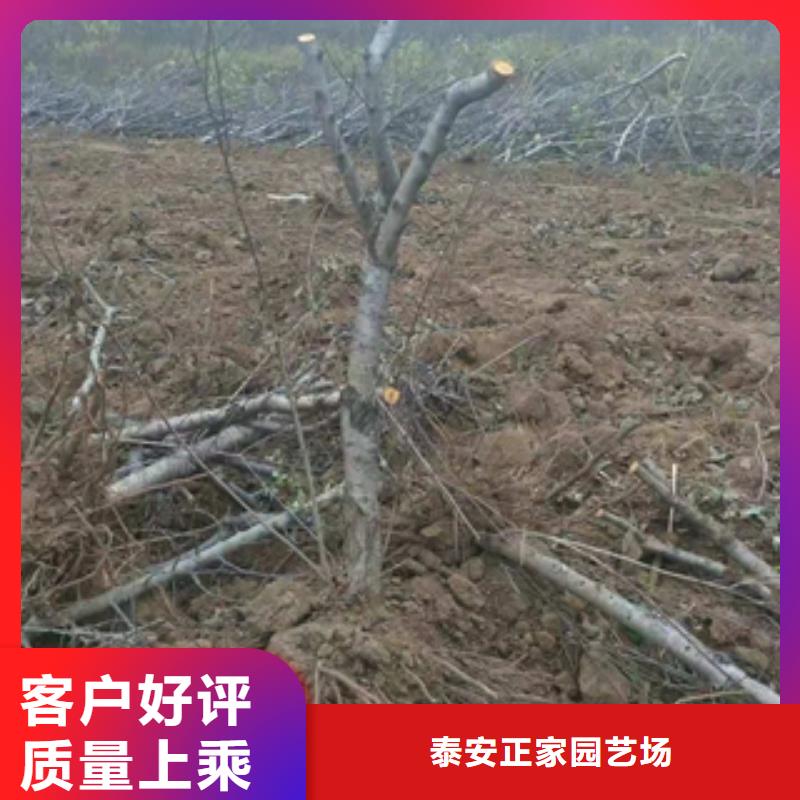 【桃树】绿化树绿化工程畅销本地