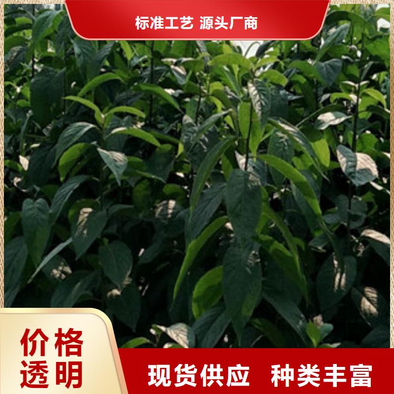 【 杜仲泰山景松 造型景松诚信为本】【正家】