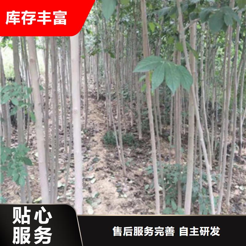 【 杜仲泰山景松 造型景松诚信为本】【正家】