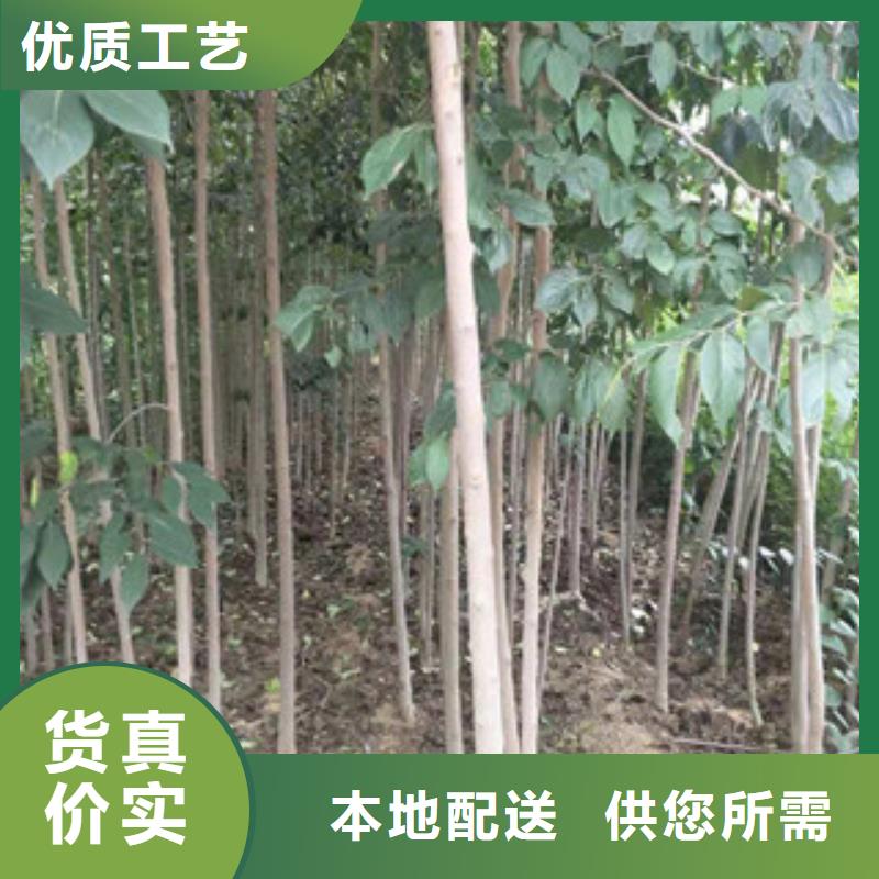 【 杜仲泰山景松 造型景松诚信为本】【正家】