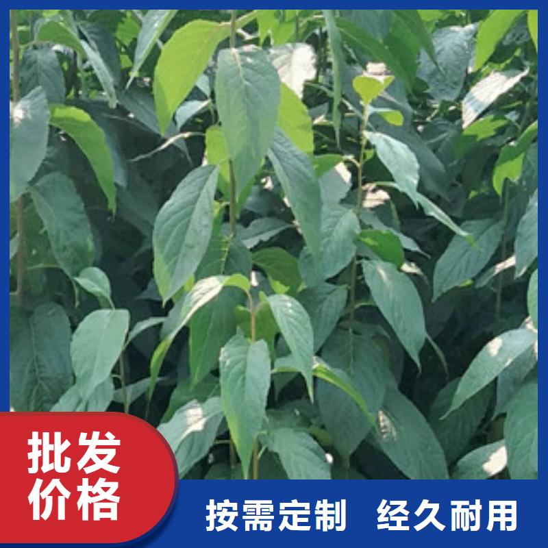 【 杜仲泰山景松 造型景松诚信为本】【正家】