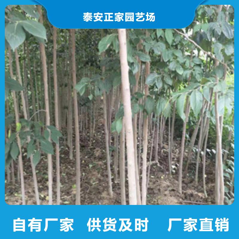 【 杜仲泰山景松 造型景松诚信为本】【正家】