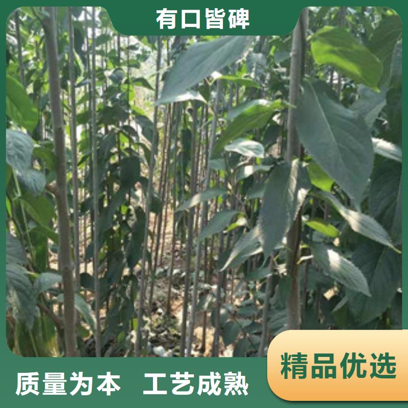 【 杜仲泰山景松 造型景松诚信为本】【正家】