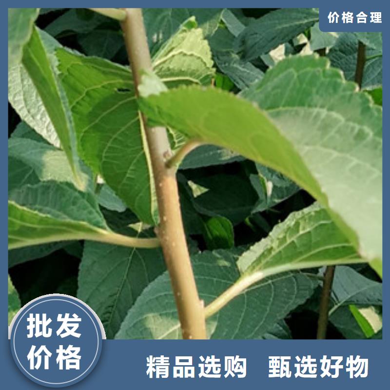 【 杜仲泰山景松 造型景松诚信为本】【正家】