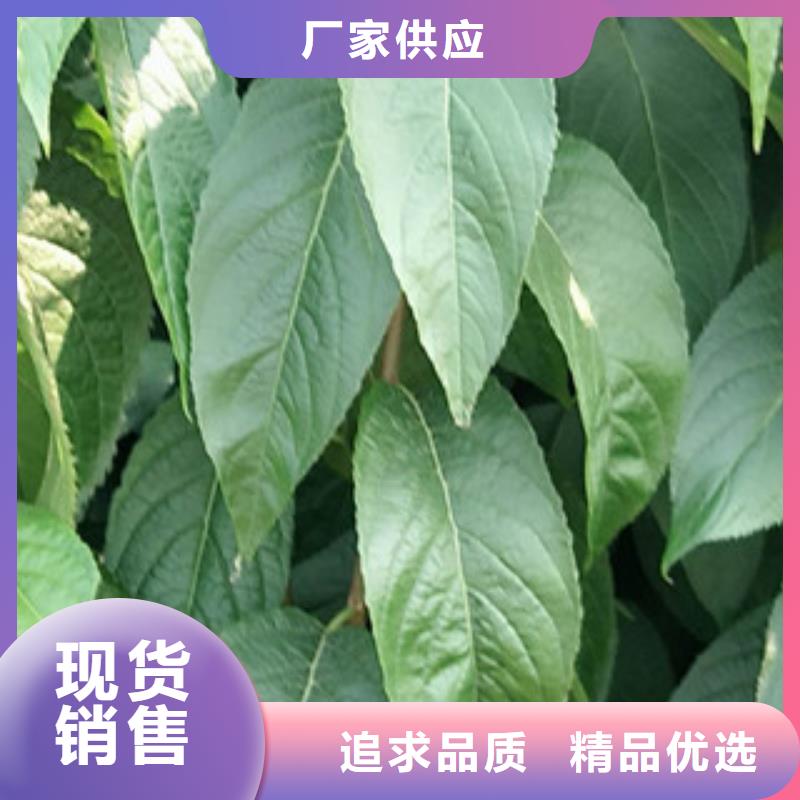 【 杜仲泰山景松 造型景松诚信为本】【正家】