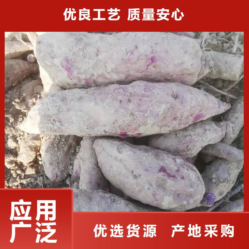 紫薯苗_羽衣甘藍(lán)粉按需定做