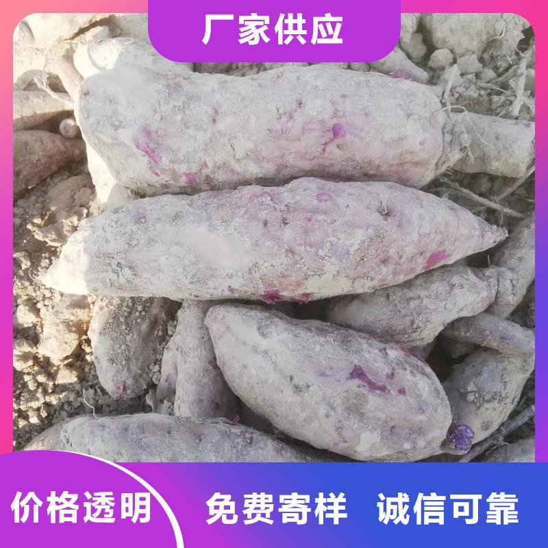 【紫薯苗胡蘿卜丁不只是質量好】