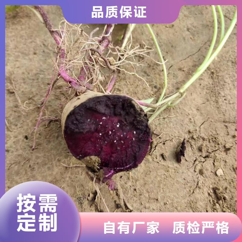 紫薯苗菠菜粉廠家多年行業積累