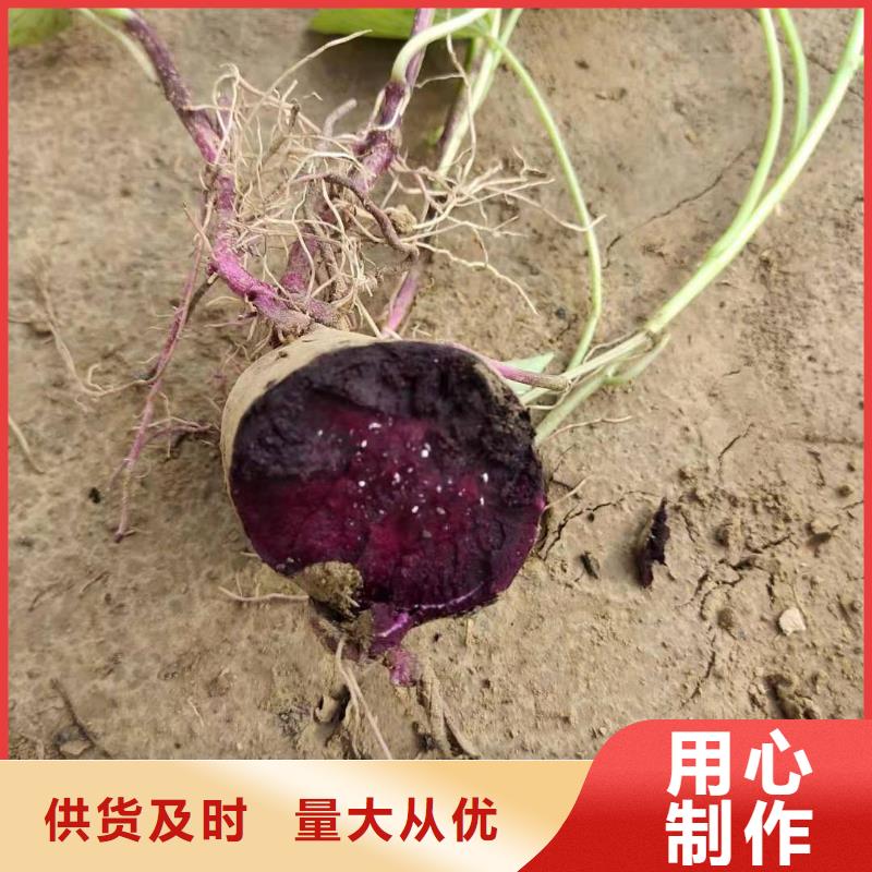 紫薯苗【羽衣甘藍粉】廠家直銷貨源充足