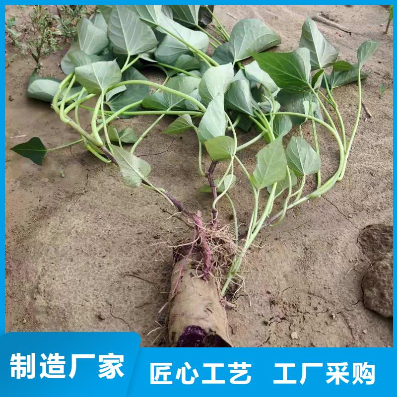 紫薯苗-羽衣甘藍粉歡迎新老客戶垂詢