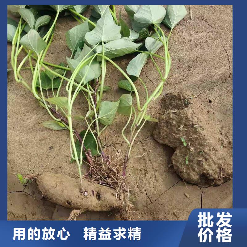 紫薯苗紅薯粉廠家優質材料廠家直銷