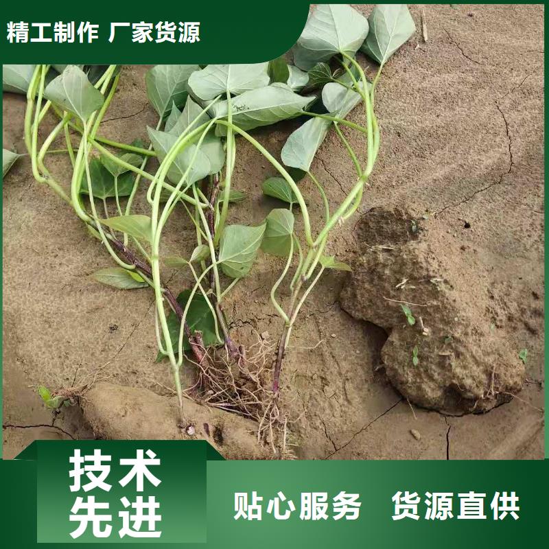 紫薯苗_羽衣甘藍(lán)粉按需定做