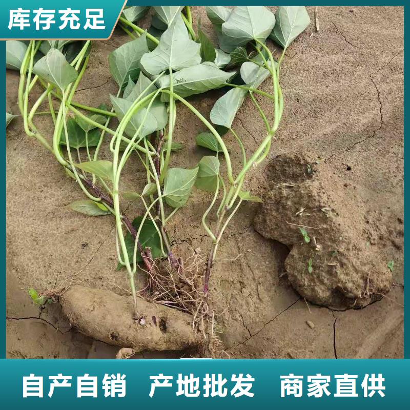 紫薯苗【羽衣甘藍粉】匠心打造