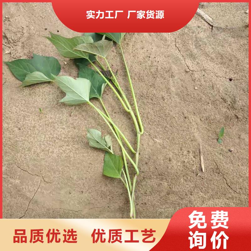 紫薯苗【羽衣甘藍粉】匠心打造