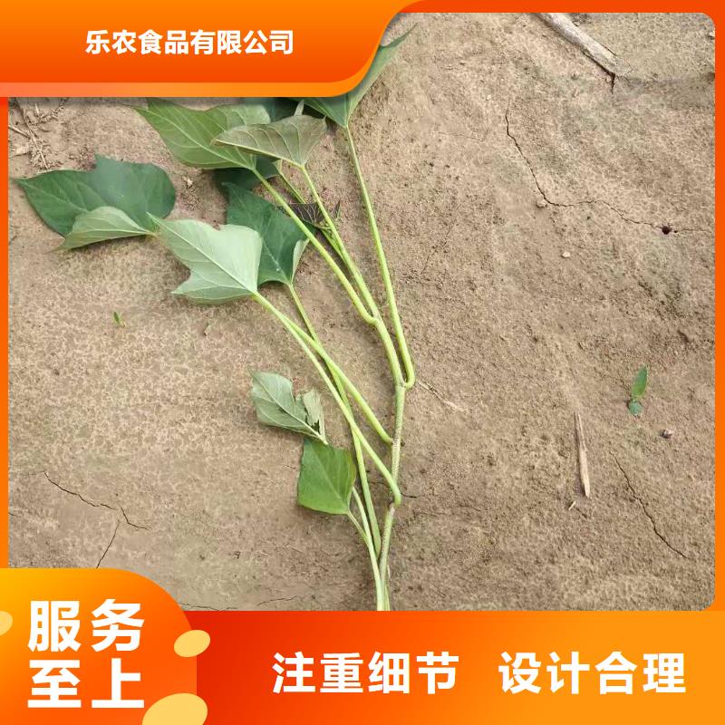 【紫薯苗】紫薯粉好產(chǎn)品價(jià)格低