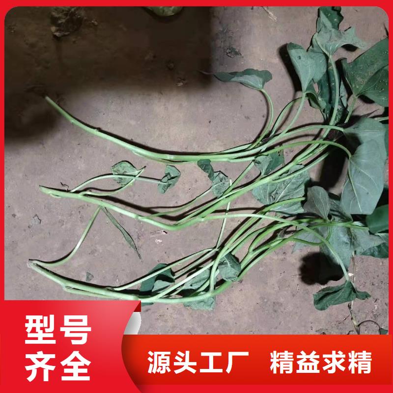 【紫薯苗】-羽衣甘藍(lán)粉為品質(zhì)而生產(chǎn)