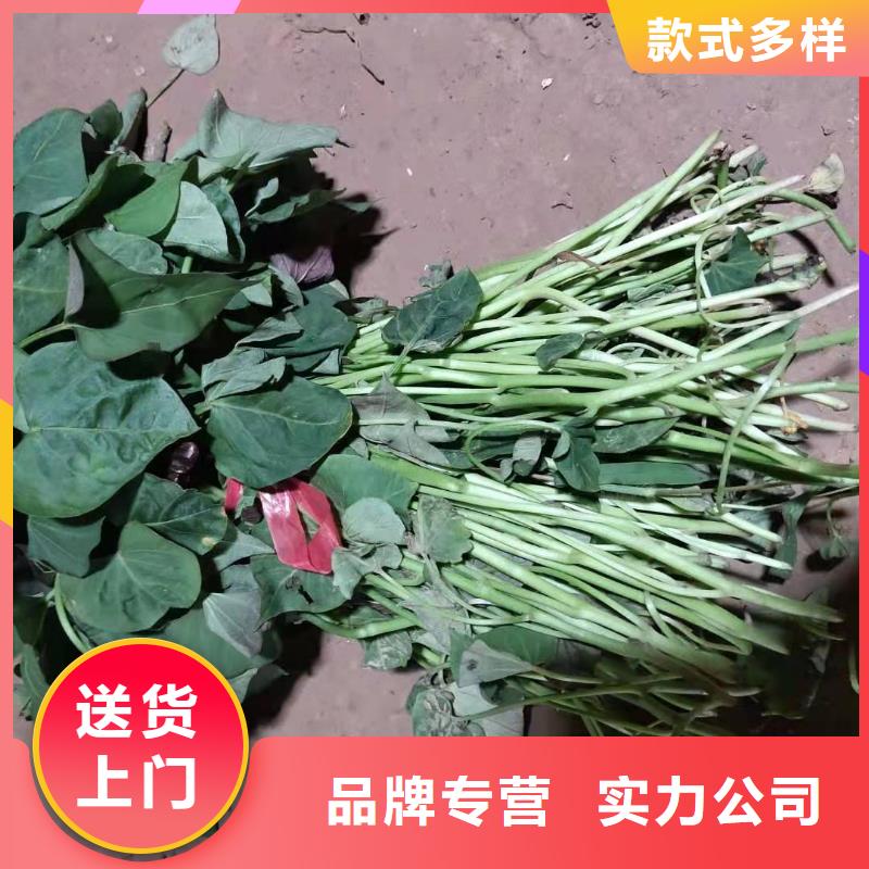 紫薯苗-羽衣甘藍粉用心經營