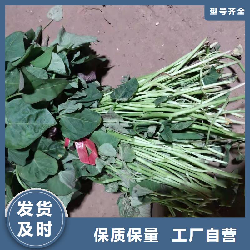 紫薯苗,胡蘿卜丁老品牌廠家