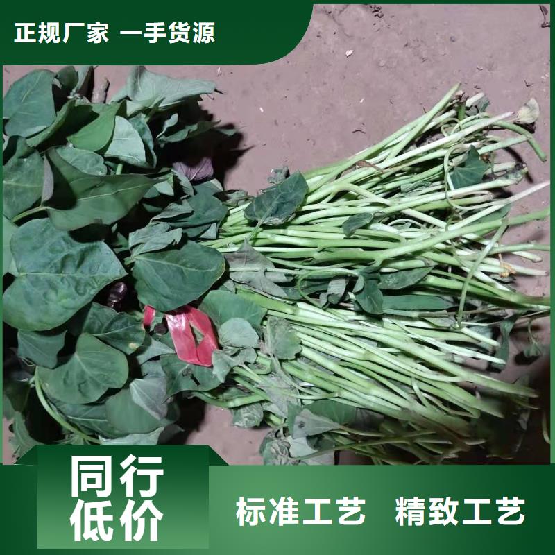 紫薯苗【羽衣甘藍粉】質量優價格低