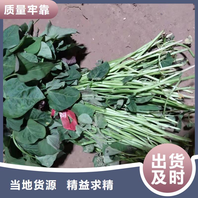 紫薯苗-羽衣甘藍粉專業廠家