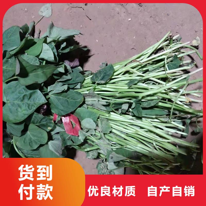 紫薯苗_羽衣甘藍粉來圖加工定制