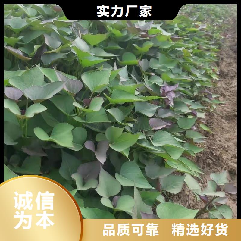 紫薯苗_羽衣甘藍(lán)粉按需定做