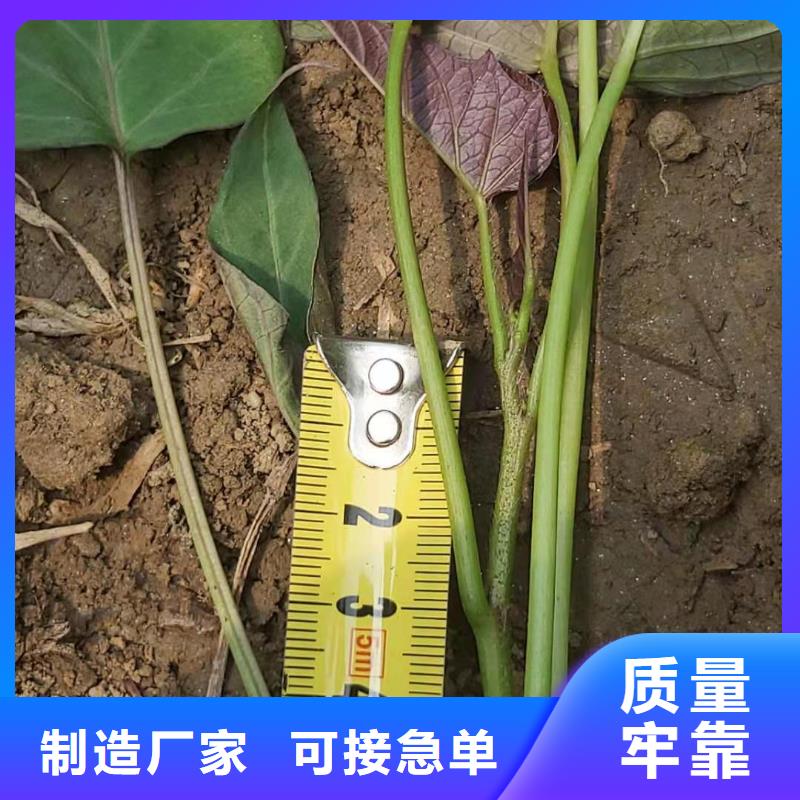 【紫薯苗】羽衣甘藍粉實力廠商