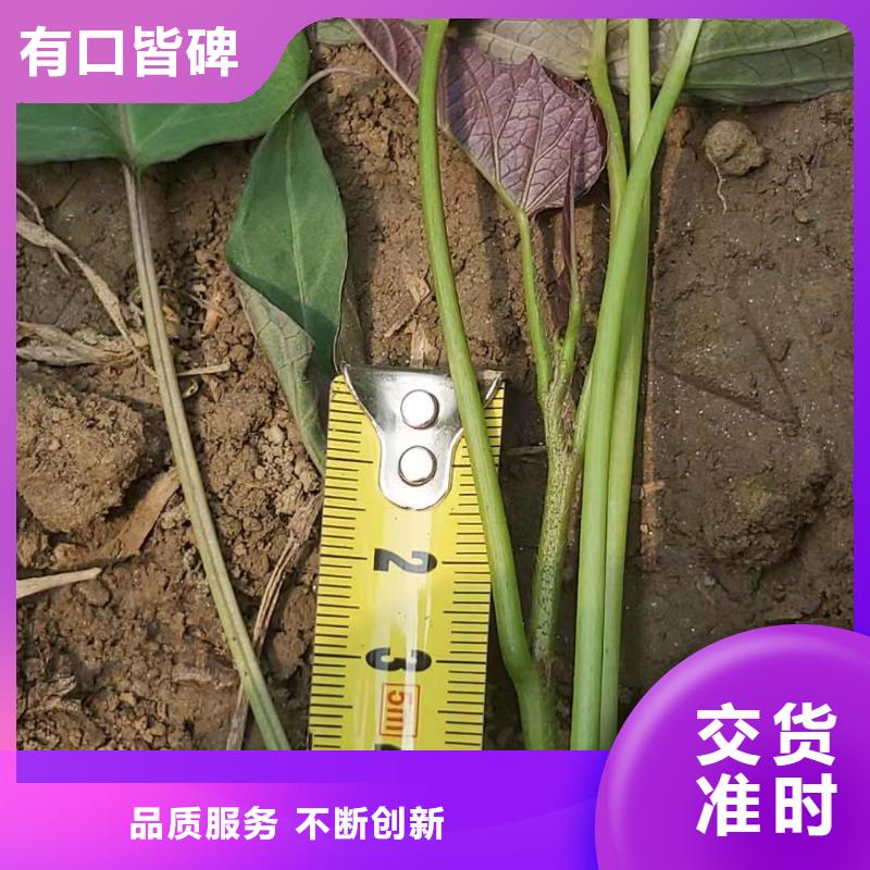 紫薯苗_羽衣甘藍粉來圖加工定制