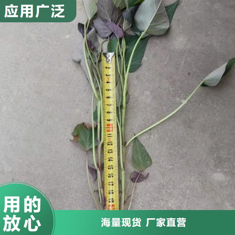 紫薯苗【紫薯雪花片】省心又省錢