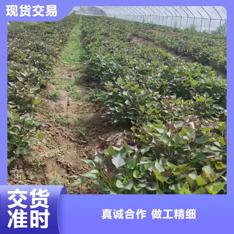 紫薯苗-羽衣甘藍粉歡迎新老客戶垂詢