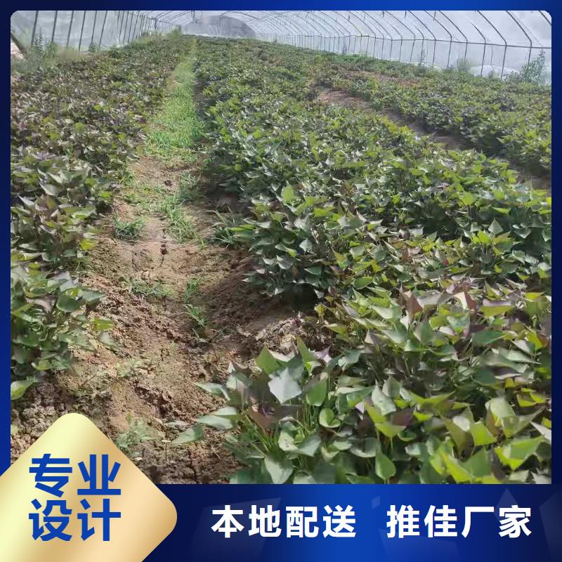 【紫薯苗羽衣甘藍粉廠家經驗豐富】