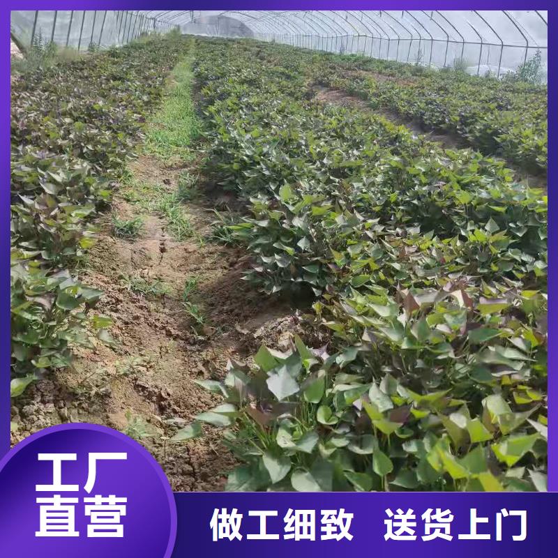 紫薯苗【羽衣甘藍粉】設備齊全支持定制