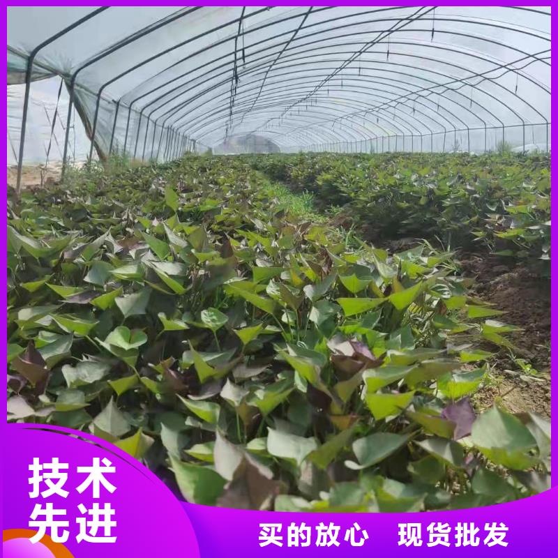 紫薯苗【紫薯雪花片】省心又省錢